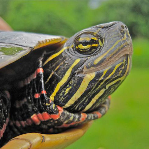 Painted turtle, photo: George Hammond