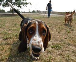 Meeting and Survey to Explore Support for a New Dog Park