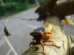 Brood V 17 year Magicicada periodical cicadas