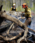 photograph of controlled burn crew using chainsaw on fallen log