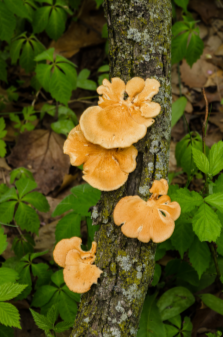 photograph of fungus on a log