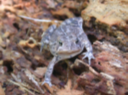 photograph of a toad