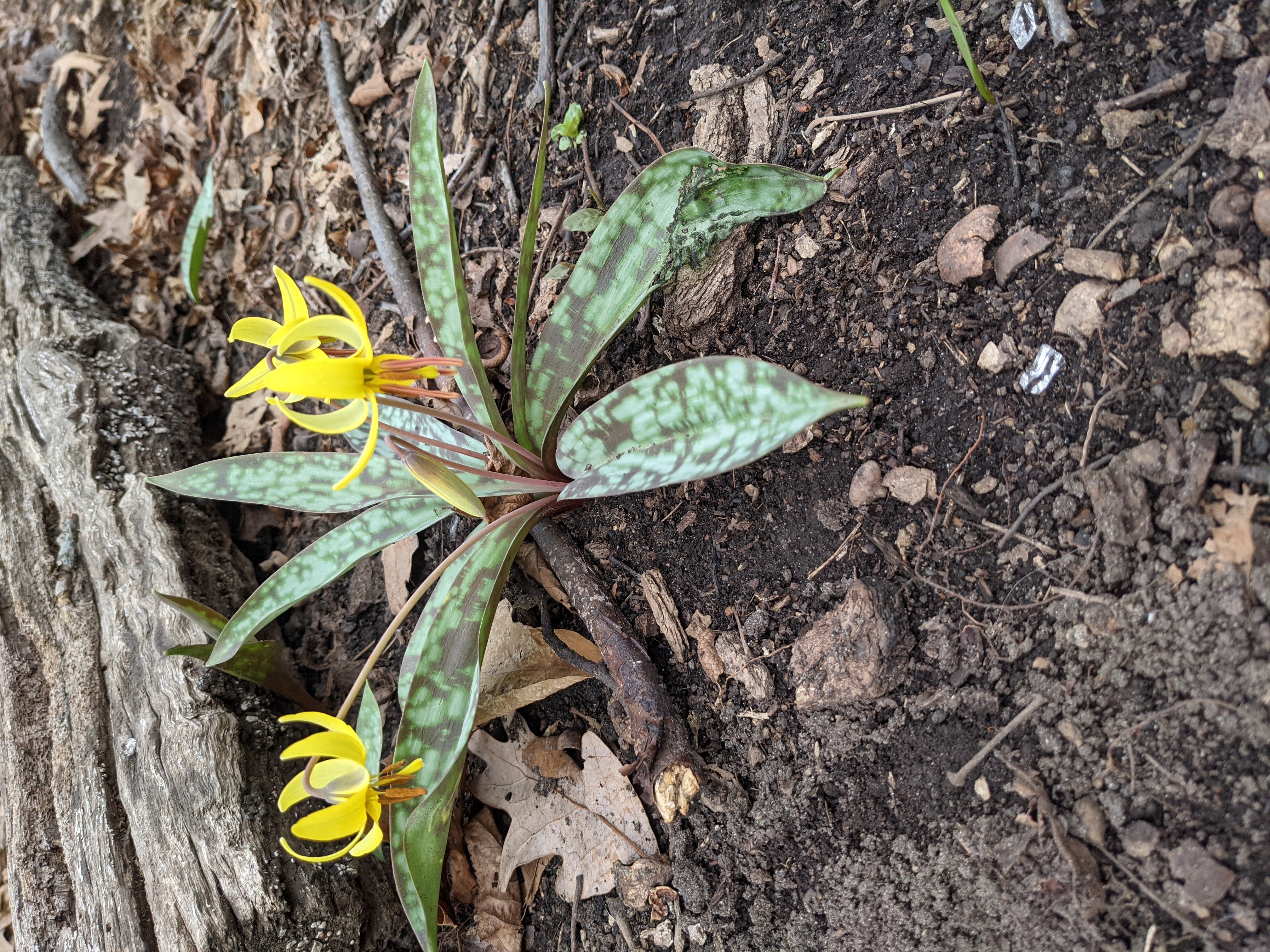 Hollywood Park Yellow trout Lily Closeup.jpg