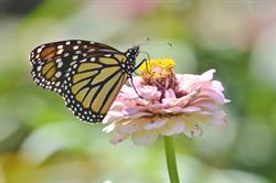 Celebrate National Pollinator Week with NAP June 23 & 24