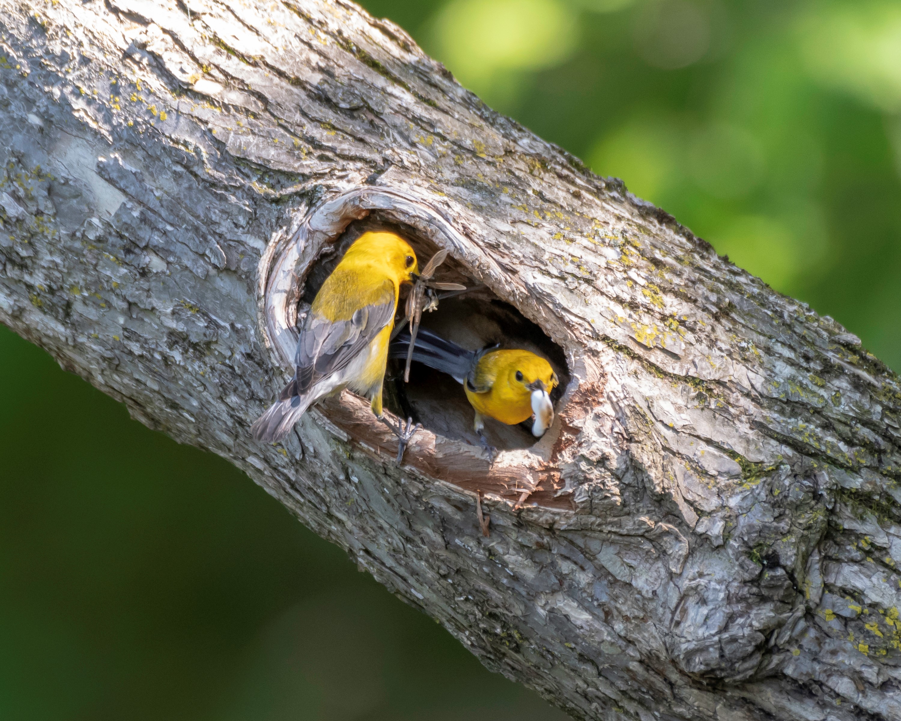 Prothonotary Warbler pair photo Keith Dickey.jpg