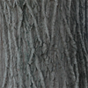 Red oak bark.png