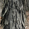 Shagbark hickory bark.png