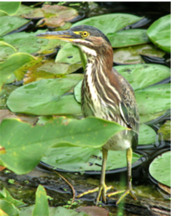 photograph of a green heron in a wetland