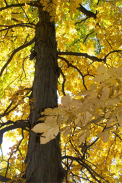 photograph of shagbark hickory with yellow leaves
