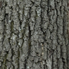 black oak bark.png