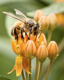 insect-bee-pollen-indiana-mark-brinegar.jpg