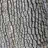 white oak bark.png