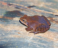 Wood Frog.png