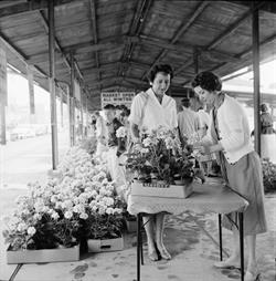 1959-geranium day.jpg