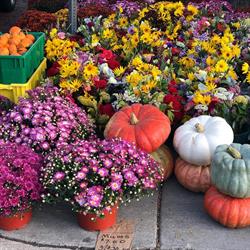 Celebrate Autumn with October Events at the Ann Arbor Farmers Market
