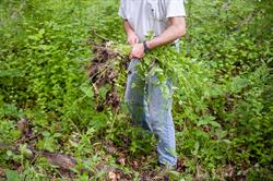 Help NAP Battle Invasive Plants May 18 at Garlic Mustard Weed-out Day