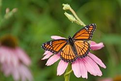 Natural Area Preservation to Host National Pollinator Week Events