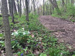 June Events & Opportunities with Natural Area Preservation