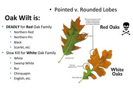 Oak Wilt Identified in Ann Arbor Nature Area class=