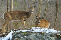 City Seeks Deer Management Input from Residents
