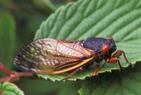 17 year cicada image.jpg