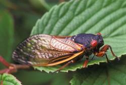 Ann Arbor Prepares for 17-Year Cicada Emergence