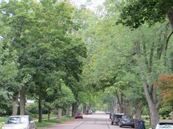 Ann Arbor's tree lined streets.JPG