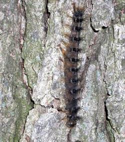 Gypsy moth caterpillar infected with Entomophaga.jpg
