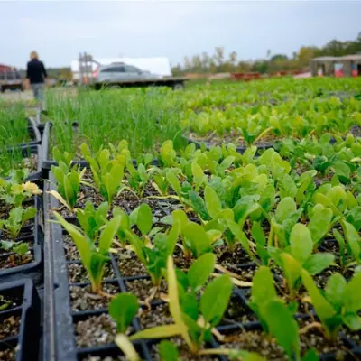 Green sprouting seedlings in seed trays on a table at a Greenbelt property farm.