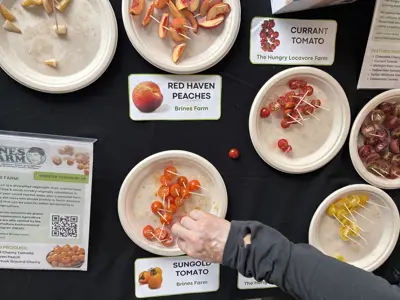 Samples of tomatoes and peaches are displayed with toothpicks on a table covered in a black tablecloth. Small signs that read "red haven peaches", "currant tomato", and "sungold tomato" can be seen next to each plate.