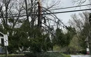 Tree trunk snapped and broken over power lines in Ann Arbor after an EF-1 tornado