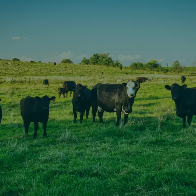 A group of black and white cows stand in a green, grassy field in front of a blue sky.