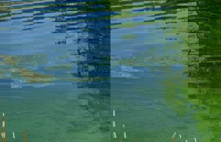 Harmful Algal Blooms - Huron River Watershed Council