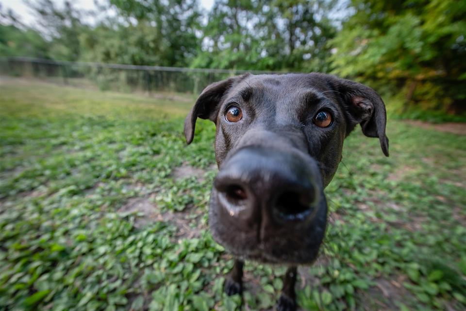 Chocolate Lab close-up