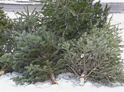 Christmas Tree Disposal Locations