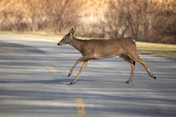 City Announces 2019 Deer Management Program Details